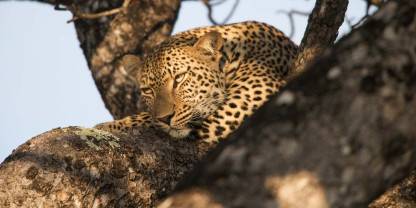 Londolozi Private Game Reserve