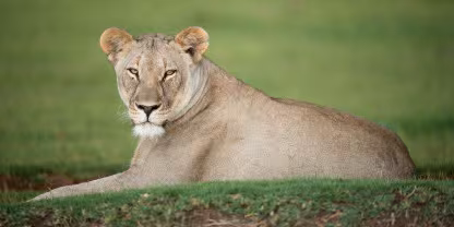 Madikwe Game Reserve