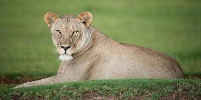 Madikwe Game Reserve