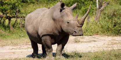 MalaMala Private Game Reserve
