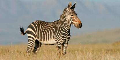 Mountain Zebra National Park