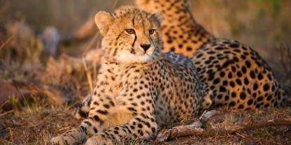 Phinda Private Game Reserve