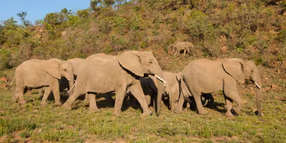 Pilanesberg Game Reserve