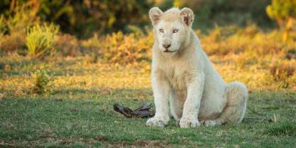 Pumba Private Game Reserve