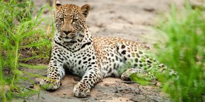 Sabi Sand Nature Reserve