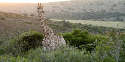 Schotia Safaris Private Game Reserve