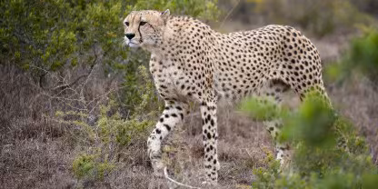 Shamwari Private Game Reserve