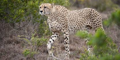 Shamwari Private Game Reserve