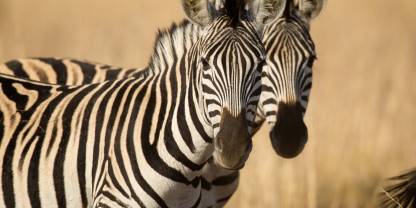 Spioenkop Game Reserve