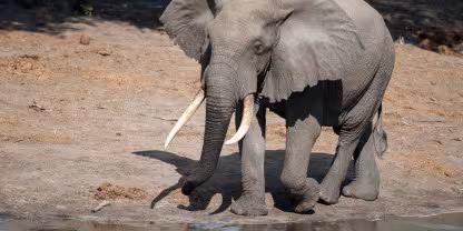 Tembe Elephant Park