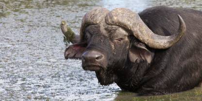 Thornybush Game Reserve