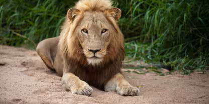 Timbavati Private Nature Reserve
