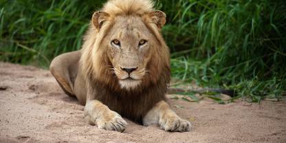 Timbavati Private Nature Reserve