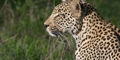 Ulusaba Private Game Reserve