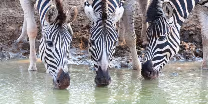 uMkhuze Game Reserve