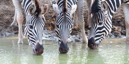 uMkhuze Game Reserve
