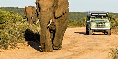 5-Day Garden Route, Addo & Safari Tour from Gqeberha