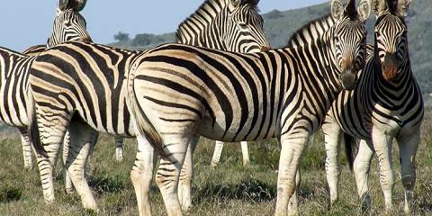 10-Day Self-Drive: Drakensberg, Battlefields and Safari