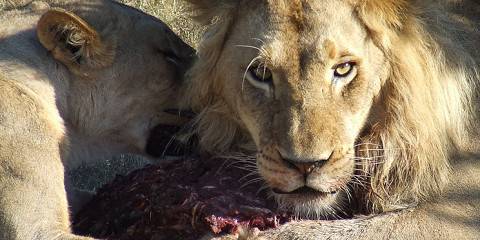3-Day Cape Town Safari and Winelands Getaway