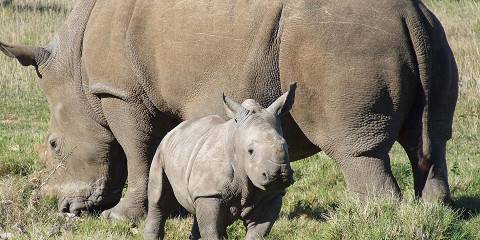 3-Day Midrange Safari Experience – Kruger National Park