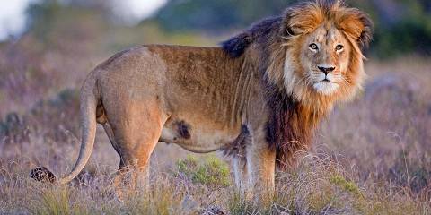 4-Day Madikwe Game Reserve Safari Tour