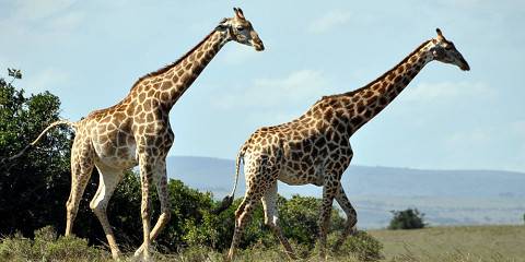 4-Day Balule Safari with Sausage Tree Safari Camp