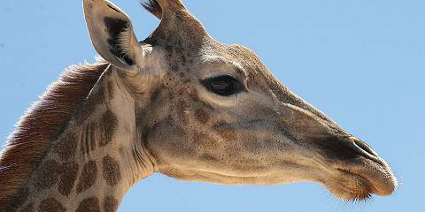 5-Day Kruger Budget Tented Safari