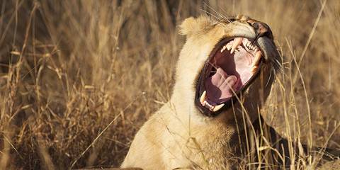 4-Day Complete African Bush & Wildlife Experience