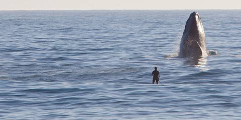 1-Day Whale Route Tour - Hermanus Whale Experience