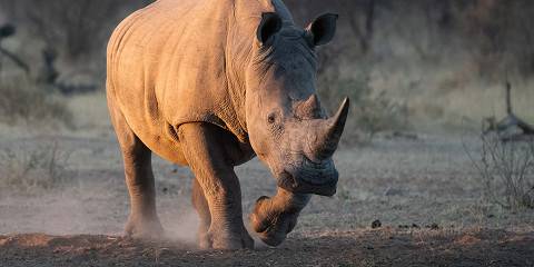 9-Day Safari & Beach Combo
