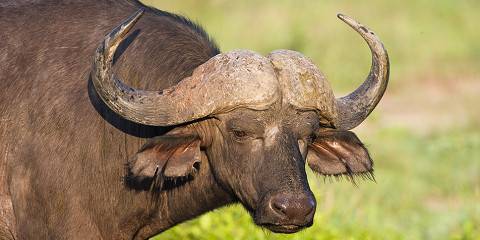 4-Day Exclusive Manyeleti Fly-in Safari from Jhb