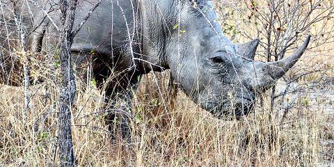 3-Day Manyeleti Private Reserve Tented Safari Camp