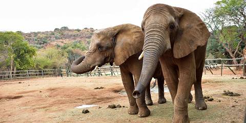 1-Day Elephant Encounter & Sanctuary Experience