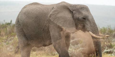 14-Day Family Western Cape and Safari Adventure