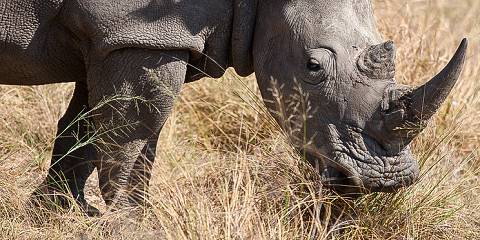 ½-Day Victoria Falls Game Drive