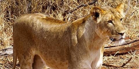 Kruger Private Camping Safari