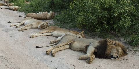 4-Day Eco Lodge Kruger Safari