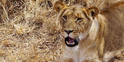 3-Day Kruger Big Five Safari from Johannesburg