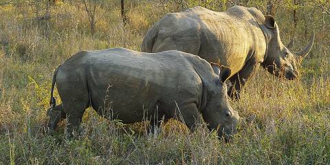 Kruger Luxury Wildlife Safari