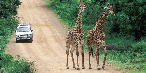 11-Day South Africa Self-Drive Adventure