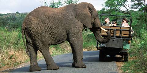3-Day Sabi Sand Lodge Safari in a Standard Room