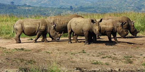 8-Day Private Kruger Safari