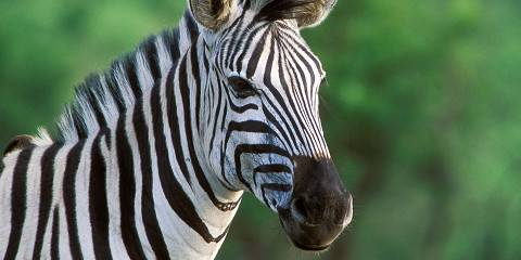 4-Day Kruger Park & Panorama Route Safari Tour