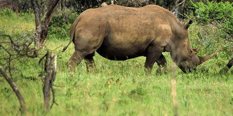 4-Day Kruger Safari Package - Bush and Rhinos