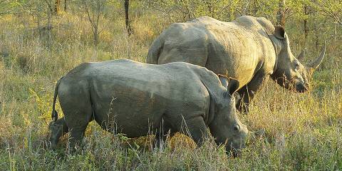 4-Day Kruger Luxury Wildlife Safari