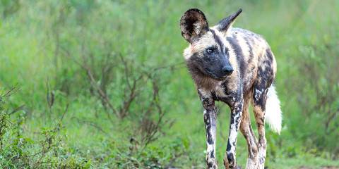 3-Day Premier Short Kruger Safari
