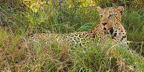 10-Day Botswana Classique