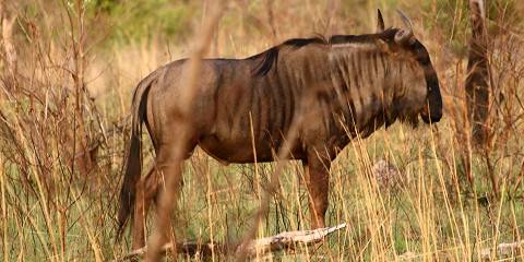 5-Day Tented Lodge Sabi Sand Safari in a Luxury Room