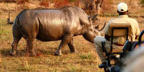 5-Day Kruger Manyeleti & Sabi Sands Tented Safari