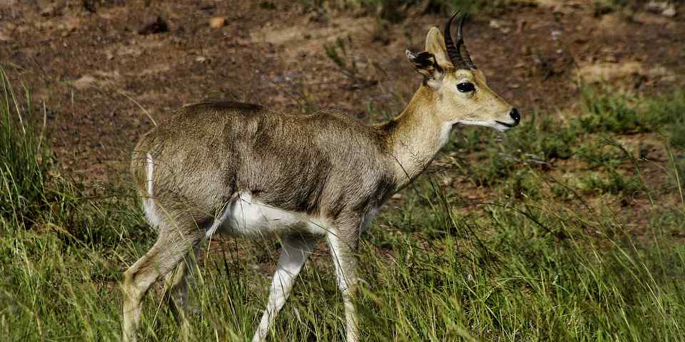 3-Day Queen Elizabeth and Chimpanzees-Join a Group